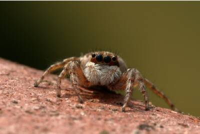 Огромный паук в декабре поверг ростовчан в ужас