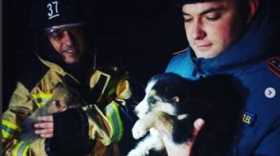 Нижнеломовские спасатели достали из заброшенного колодца двух щенков