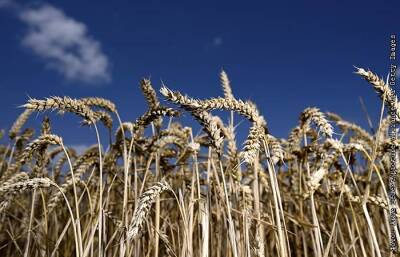 Экспортная пошлина на пшеницу из РФ с 15 декабря повысится до $91 за тонну