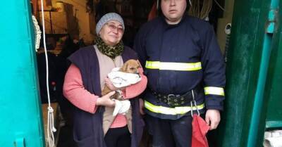 Под Одессой спасатели достали щенка из сливной ямы, спрятанной под железобетонным покрытием