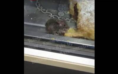 В Киеве в витрине с выпечкой заметили мышь