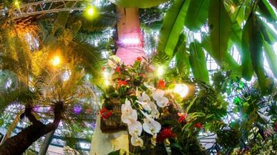 Крупнейший фестиваль орхидей "Тропическая зима" откроется 18 декабря в "Аптекарском огороде"