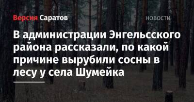 В администрации Энгельсского района рассказали, по какой причине вырубили сосны в лесу у села Шумейка