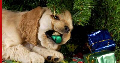 Собака, кошка, елка: как встречать Новый год и украшать квартиру, если в доме есть животные