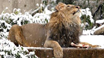 В зоопарке выпал первый снег - и львы отправились играть в футбол. Интересные кадры!