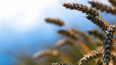 Цены на пшеницу упали до минимума за месяц на фоне пересмотра прогнозов Минсельхоза США
