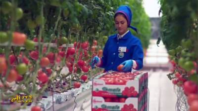 Россельхознадзор разрешил импортировать в Россию туркменские томаты, в которых ранее обнаружили вирус