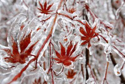 Морось, ледяной дождь и гололедица – погода в Ленобласти на 11 декабря