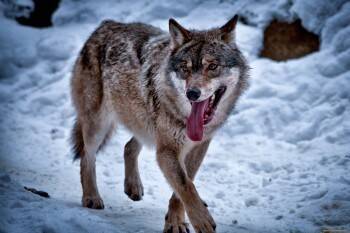 Волки решили «зачистить» вологодские деревни от домашних собак