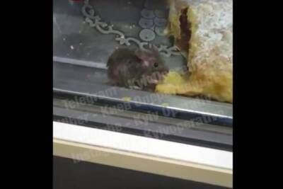 "Спокойно ела выпечку": в Киеве в витрине с выпечкой заметили мышь