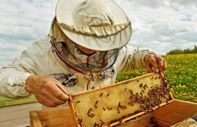 Пчеловоды Черкасчины вдвое увеличили сумму дотаций