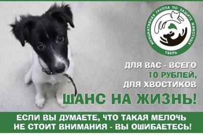 В день акции «Десятка десятого» жители Тверской области могут помочь двум псам