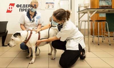 В челябинском районе из-за низких зарплат уволились все ветеринары