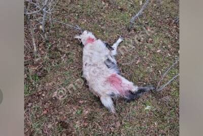 В Новороссийске неизвестные застрелил двух домашних коз