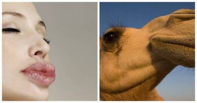 Более 40 верблюдов сняли с конкурса красоты из-за злоупотребления ботоксом