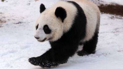 На московский снег в зоопарке радостно отреагировала панда Диндин