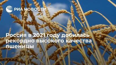 Россия в 2021 году добилась рекордно высокого качества пшеницы