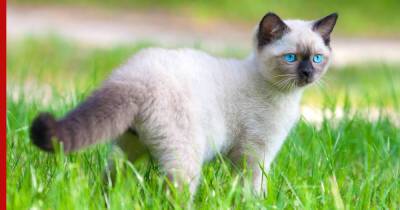 Естественный отбор: 5 пород кошек, которые сформировались в природе