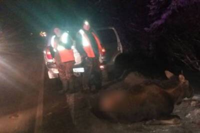 Иномарка сбила перебегавшего дорогу лося в Волховском районе