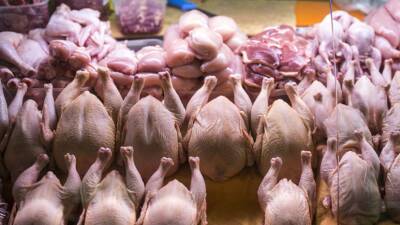 Россельхознадзор временно запретил ввоз в Россию продукции птицеводства из Чехии