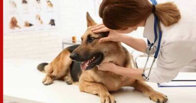 Болезненные породы: 8 собак, склонных к самым серьезным проблемам со здоровьем