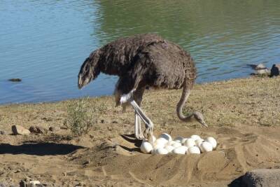 Японцы нашли способ бороться с COVID-19 с помощью страусиных яиц