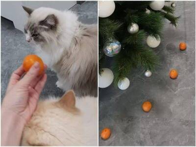 Хозяйка придумала способ защиты ёлки от кота – мандарины