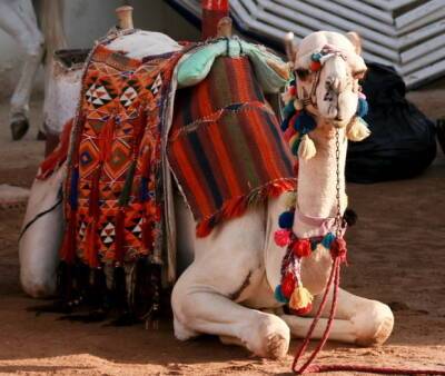 Более 40 породистых верблюдов сняли с «конкурса красоты» в Саудовской Аравии из-за уколов ботоксом