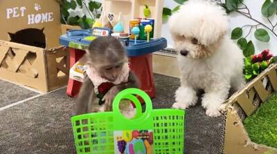 Маленькая обезьянка отправилась за покупками в магазин и поразила интернет (Видео)