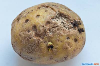 Корреспондент ИА Сах.ком оценил, какой картофель приходится есть в этом году