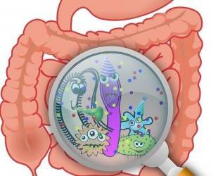 6 веских причин обратить внимание на микрофлору кишечника