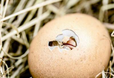 Птичий ребёнок: ленинградские орнитологи предложили угадать птенца по фотографии