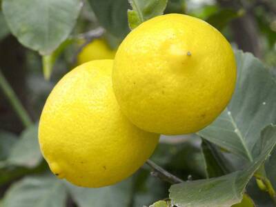 В Японии заявили, что лимонный сок эффективно снижает давление