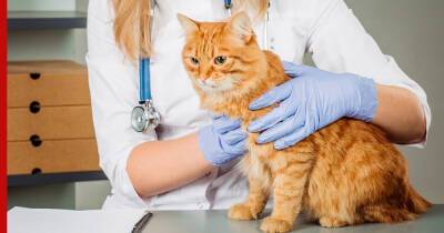 Беспроблемные питомцы: 6 самых здоровых пород кошек