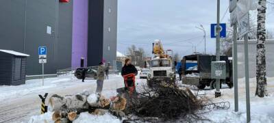 Власти Петрозаводска объявили о сносе аварийных деревьев на Ключевой