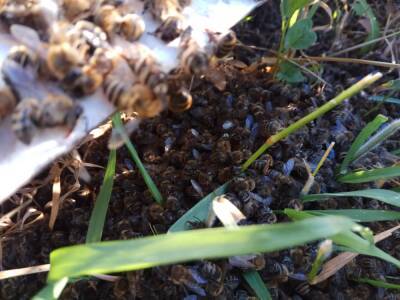 В мире массово погибают пчелы: что будет, если медоносных насекомых не станет