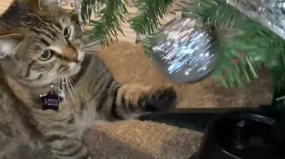 Американка нашла идеальный способ защитить елку от любопытного кота (Видео)