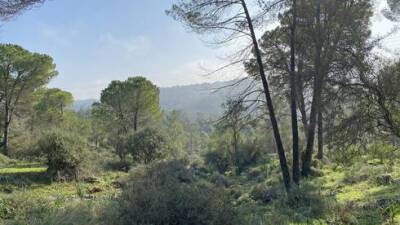 Неизвестный горный лес в Израиле: красота, как в Европе