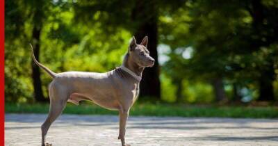 Тайский риджбек: своенравная, храбрая и преданная собака
