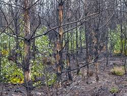Пятая часть российских лесов оказались "мертвой"