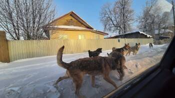 Проблема собачьих свор в Вологодской области не решается годами: ждем бед?