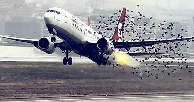 Птицы против самолетов: как лайнеры защищают от пернатых «снарядов»