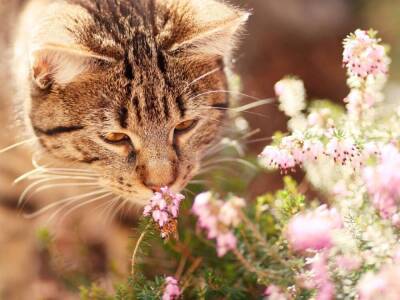 7 неочевидных запахов, которые сводят кошек с ума