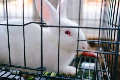 Вольер или клетка? Как обустроить жилище для декоративного кролика