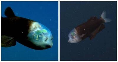 Видео дня: рыба-бочкоглаз с прозрачным лбом, похожая на инопланетное существо - skuke.net - county Bay - Интересно