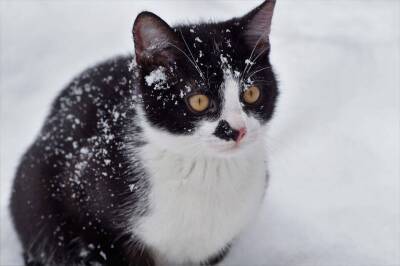 Пришла зима: существует ли «порог холода» для кошек? - skuke.net