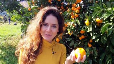 В Абхазии началась горячая пора сбора мандаринов