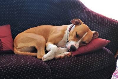 Эксперт Стэнли Корен назвал причины подергивания лап собак во сне