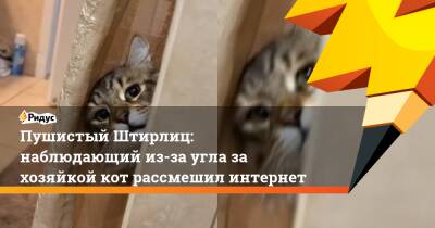 Пушистый Штирлиц: наблюдающий из-за угла за хозяйкой кот рассмешил интернет