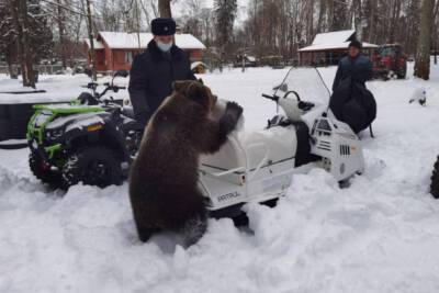 Медведь Потап «проинспектировал» снегоходы в контактном зоопарке Ленобласти — фото